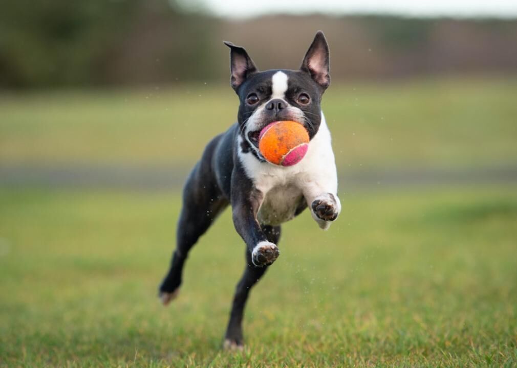 #23. Boston terrier